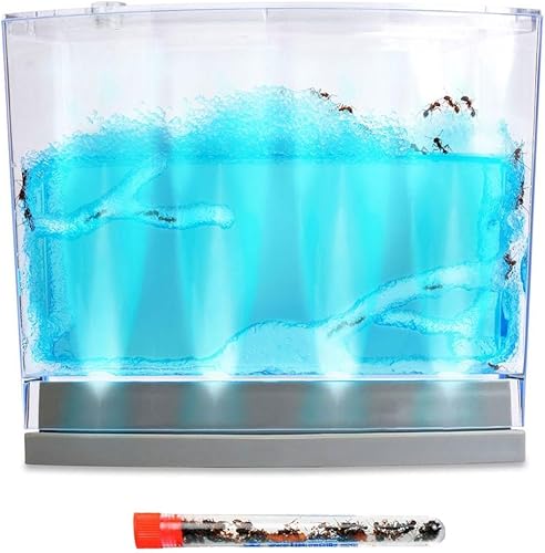 Miniatura 7 de Live Blue Gel Hábitat enviado con 50 hormigas vivas ahora 2 tubos de hormigas