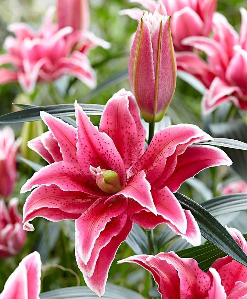 Ritz Farming® Oriental lily Imported Flower Bulbs For Outdoor Gardening Pack of 1 bulb (REDISH PINK) (B0DH33D24K) Amazon Price History, Amazon Price Tracker
