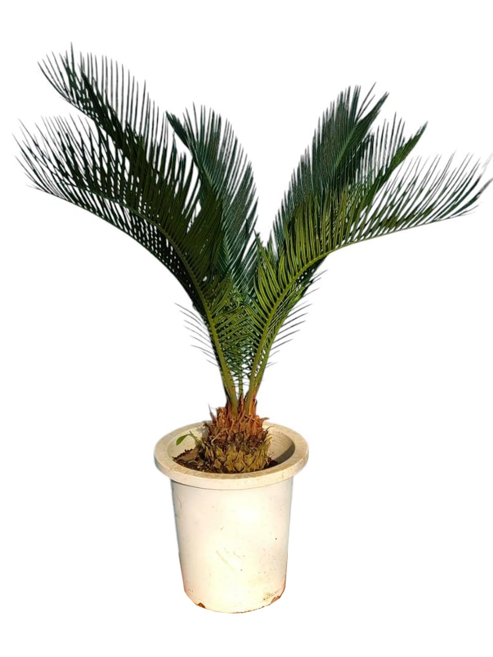 Amazon｜ソテツ（サイカス レボルタ、蘇鉄）8号サイズ｜観葉植物