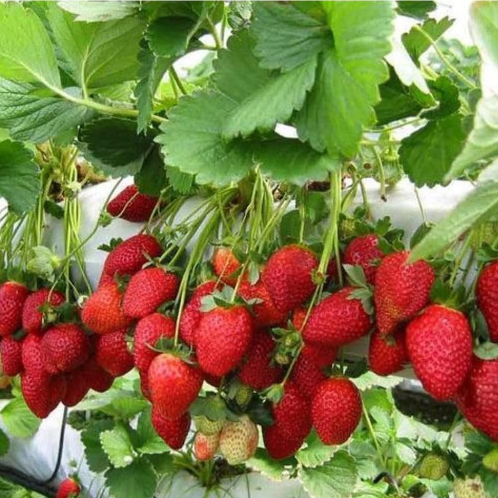 Kalfo Strawberry Fruit Live Plant Hybrid Sweet and Juicy Strawberry Healthy Delicious Fruit Plant for Home and Terrace Garden Hybrid Fruit Strawberry Plant with Pot (B0CX25XPFQ) Amazon Price History, Amazon Price Tracker