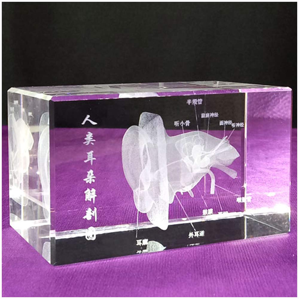 Sjdopulse Light 3D Human Ear Anatomy Model - Crystal Human Ear Model - Educational Model Ear Anatomical Model 3D Crystal Paperweight In Crystal Glass Cube For Science Education