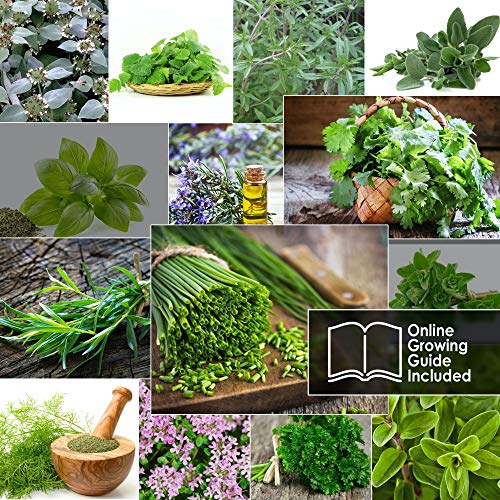 12 Culinary Herb Seeds Pack - Heirloom And Non Gmo, Grown In Usa - Indoor Or Outdoor Garden - Basil, Parsley, Dill, Cilantro, Rosemary, Mint, Thyme, Oregano, Tarragon, Chives, Sage & More #TOP2