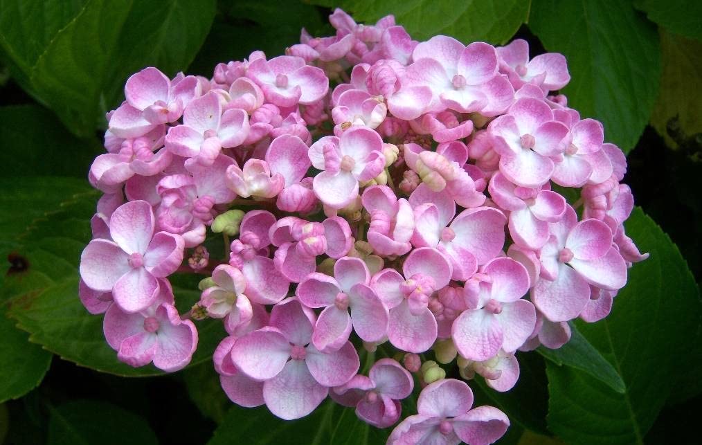 Carbeth Plants Hydrangea macrophylla (Ayesha) Plant in 9cm Pot x1