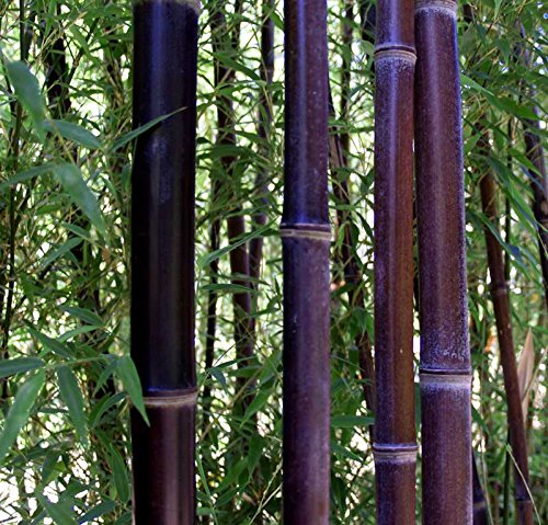 Rare Black Nigra Bamboo Seeds - 50 Pcs