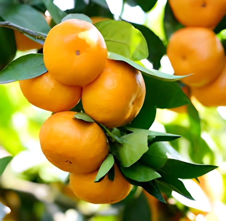 Image of All time Live Healthy Testy Sweet Orange Lemon Fruit Plant Tree || For Home Gardan Outdor & Indoor Plant