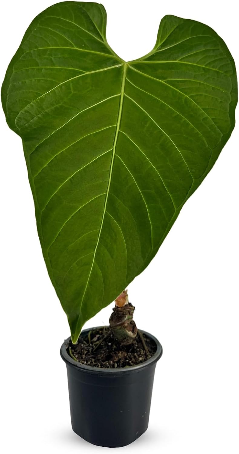 LEAL PLANTS ECUADOR Anthurium Regale AFF - Live Tropical Houseplant for Air Purification| Heart Leaf Plant | Rare Anthurium x Luxurians | Perfect for Home Decor, Unique Gift for Plant Lover