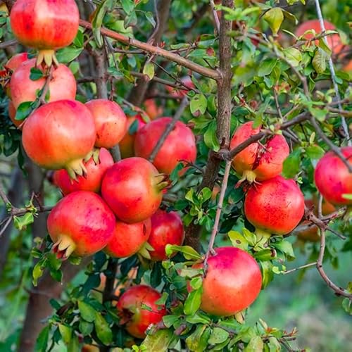45Pcs Pomegranate Seeds for Planting-Non-GMO Heirloom Plant Seeds Garden Outdoor