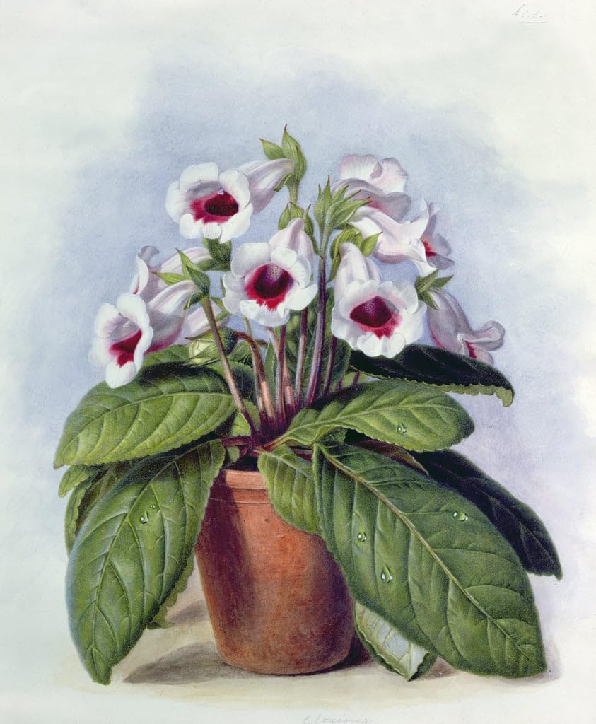 Lienzo Arte Pintura Gloxinia Augusta Innes Withers Cuadro Decorativos Oficina Pared 60x90cm 5