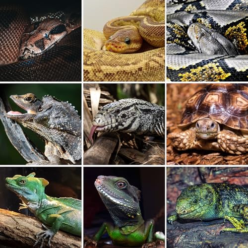 Repti Zoo REPTILE TERRARIUM For Ball Python Snake Bearded Dragon Gecko, Large Reptile Glass Tank thumb #6