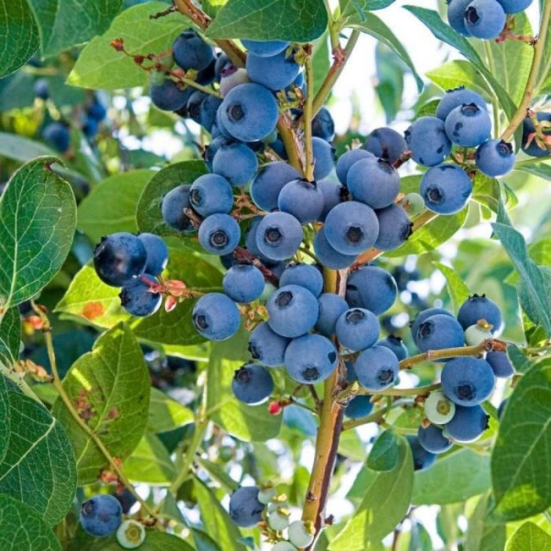 Image of Bigreen Rare Imported Live Blueberry Plant in Black Pot | Sweet Juicy Fruit Bush for Balcony, Terrace, Indoor or Outdoor Garden | Homegrown Berry Plant for Container Gardening (Pack of 1)
