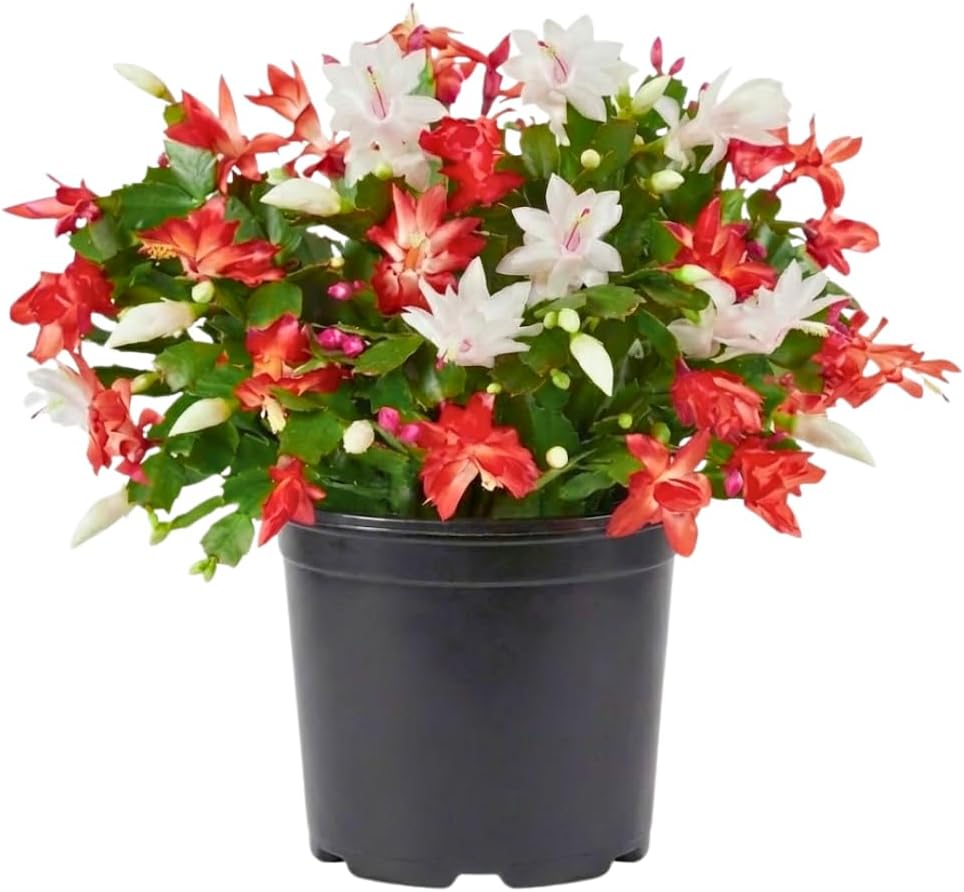 Mix Red and White Christmas Cactus, Holiday Cactus, Live Flowering Succulent Plant, 6 Inch Pot for Indoor or Outdoor Growing