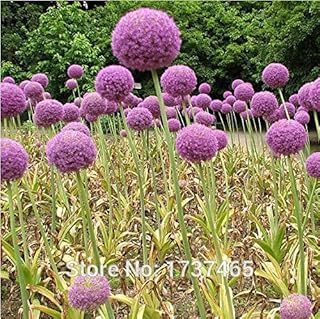 100pcs Giant Allium Globemaster Allium Giganteum Flower Potted Plants Home Garden