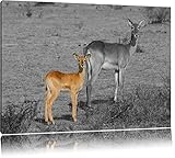 Brancard de pin magnifique Gazelle indien avec douce jeune noir / blanc sur toile, énorme XXL photos complètement encadrée avec civière, impression d\'art sur ??la photo murale avec cadre, moins cher que la peinture ou une peinture à l\'huile, pas une affiche ou une bannière