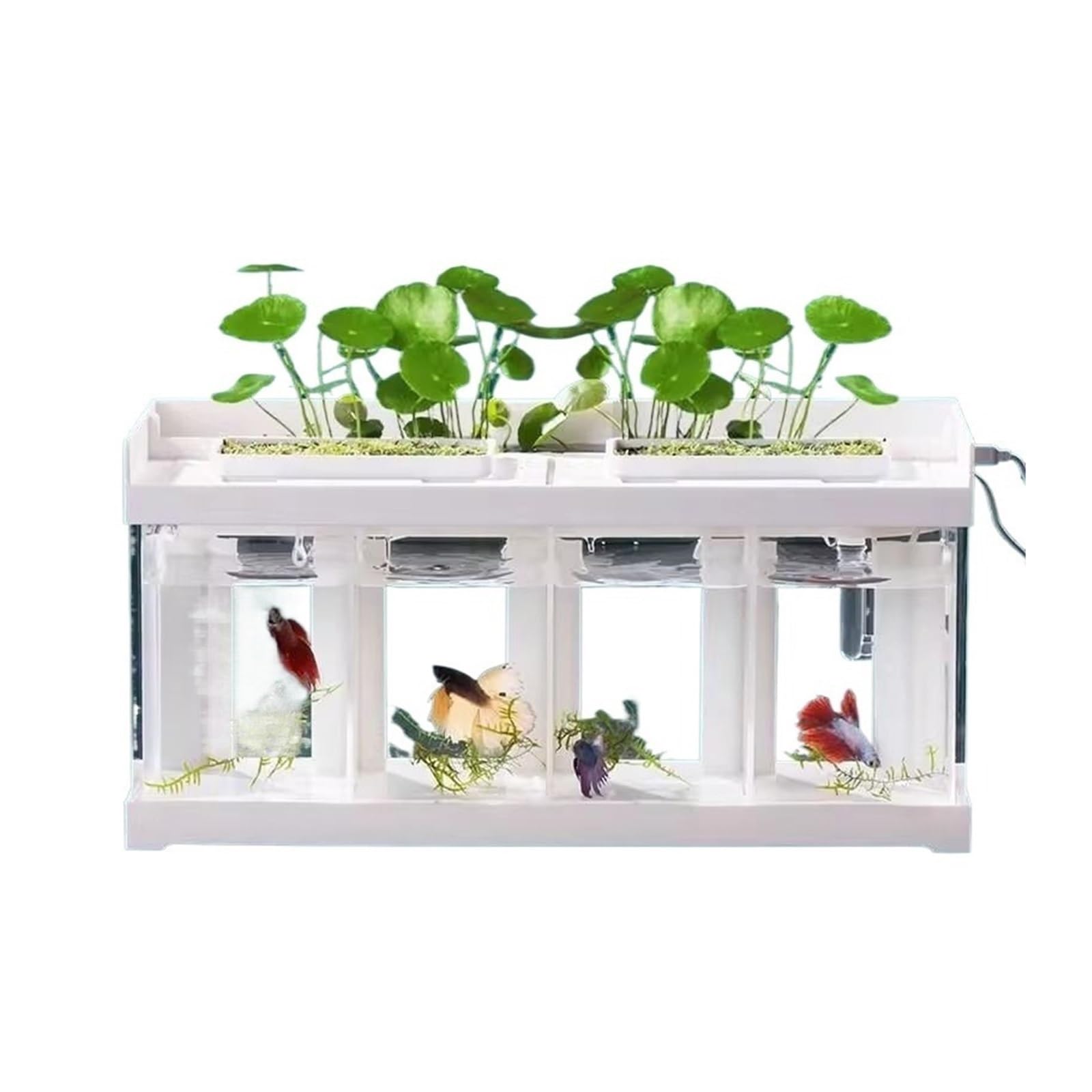 Fischtank Aquarium mit 4 Fächern, transparentes Acryl, for den Schreibtisch, Meeresfischzucht, Spezialtank, kreatives Kampffischaquarium mit weißer Abdeckung Aquarium