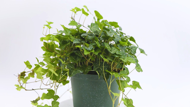 Amazon.com : American Plant Exchange English Ivy – Live 4-Inch