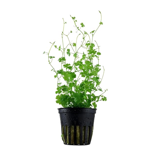 Foto 2 de 4 de Hydrocotyle tripartita (sp. Japón) - 1 manojo - Planta de Acuario Vivo