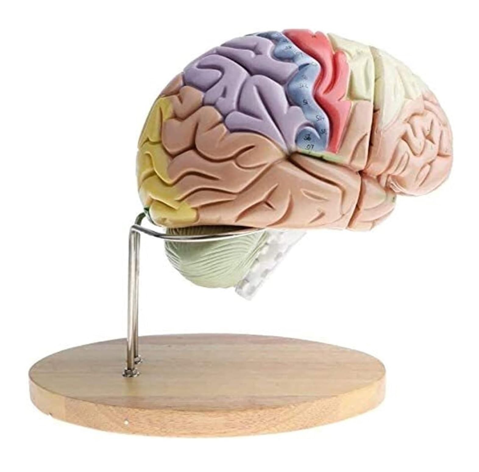 Anatomía De La Educación Modelo De Anatomía del Cerebro Humano Extraíble, Aumento 2X, 4 Partes, Anatómico Muñeca de Anatomía