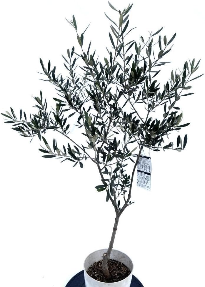 オリーブの木 I-77 オリーブの木 I-77