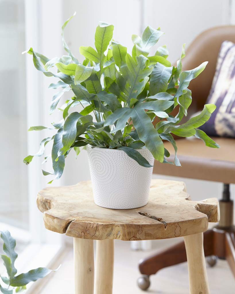 Bloomique - Phlebodium Blue Star - Fougère bleue - Plante d’intérieur - Dépolluante - Sans danger pour les animaux - Hauteur 20-30 cm - Pot 12 cm