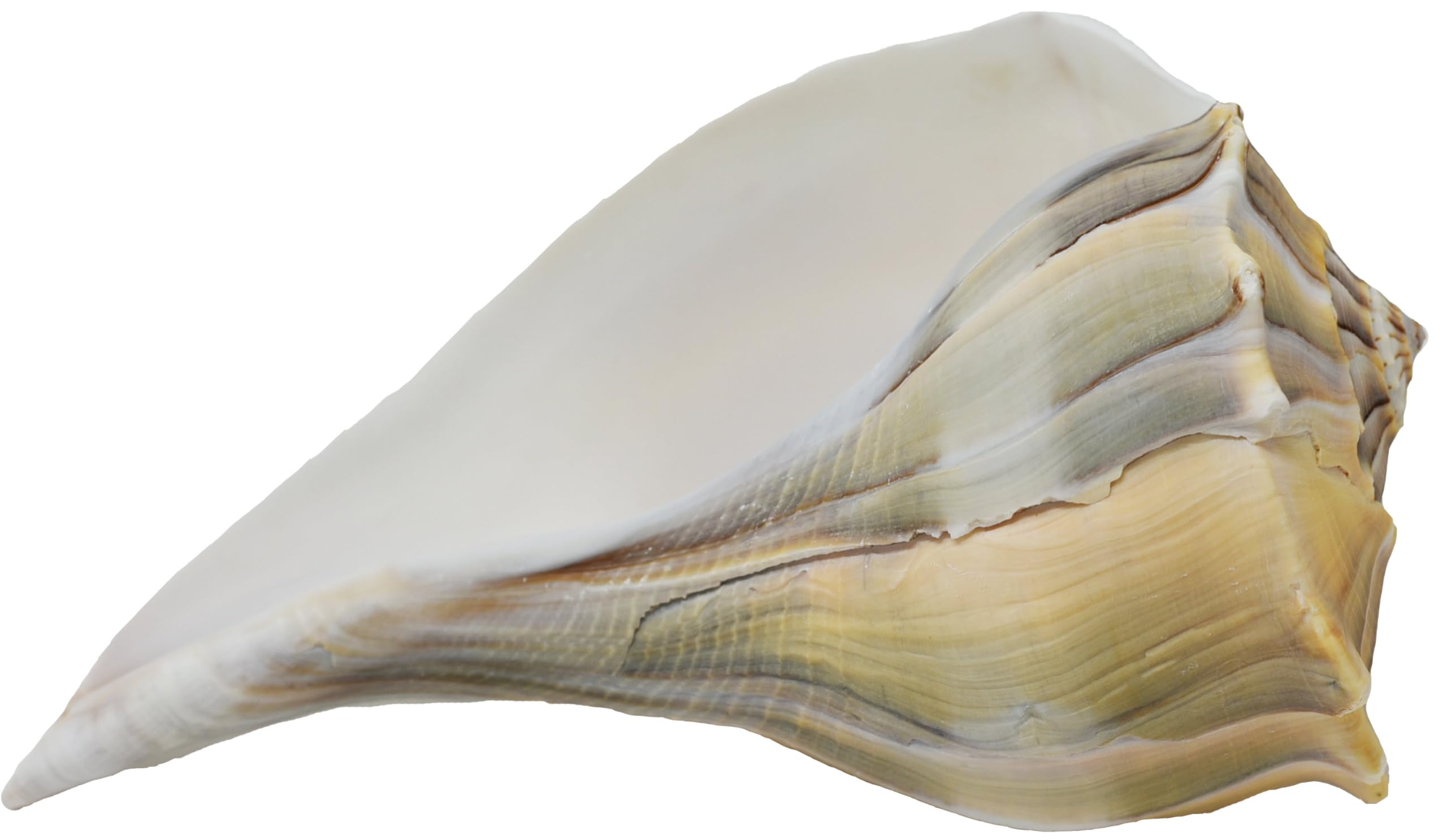 置物 atrantic whelk shell Atlantic Whelk Seashell - Medium to Large Shells