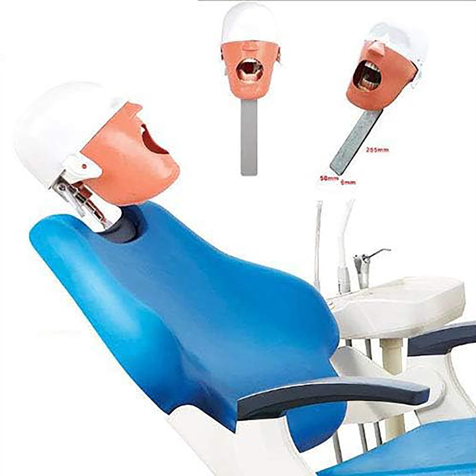 Modello di Testa Fantasma Dentale, unità Simulatore di Testa di Manichino Dentale con Supporto da Banco, Sicuro E Inodore, per Dentisti Assistenti Dentali