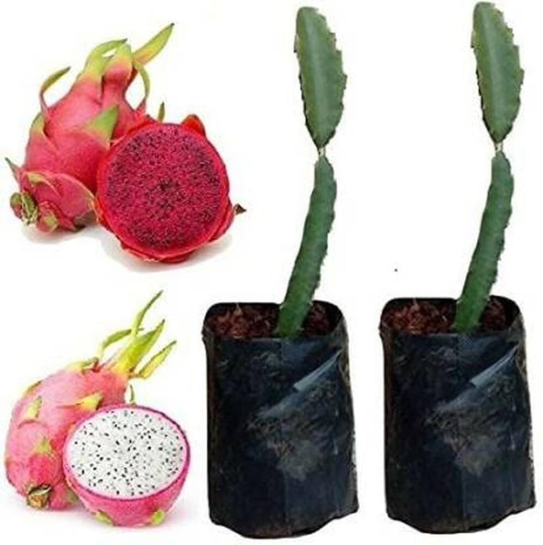 Dragon Fruit Live Plant - 8" to 9" inches in Grow Bag with Complimentary Fertilizer - 1RED+ 1 WHITE (B0CKWF7YN3) Amazon Price History, Amazon Price Tracker