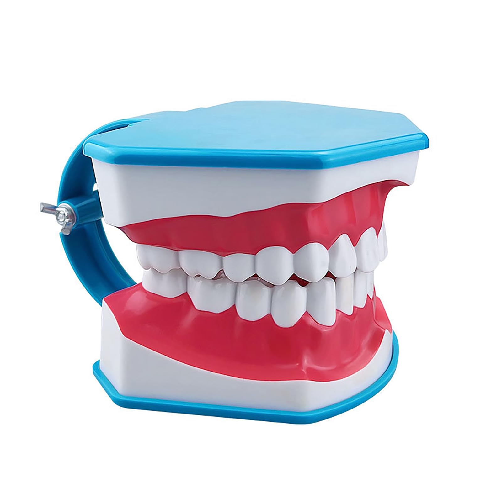 Modello Standard Per Studio Odontoiatrico, Modello Per Denti Dentali 2 Volte Grandi, Forniture Per Studio Odontoiatrico Per Bambini Con Lingua Rimovibile, Angolo Di Apertura Di 180°, Per Scuole