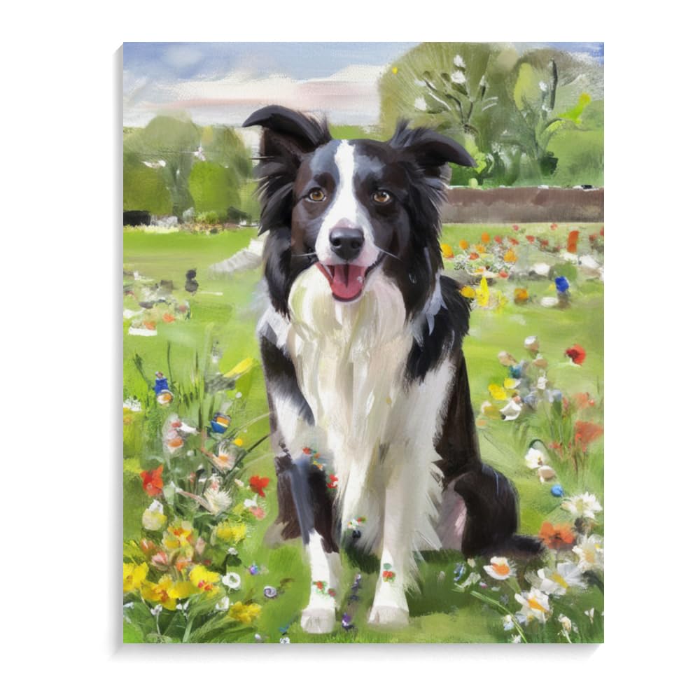 Paint by Numbers for Adults Beginners Border Collie Dog Gift Birthday Anniversary or Any Festival. DIY Acrylic Painting Kit for Room Decor Canvas 16x20inch(40x50cm) Frameless