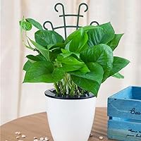 Vista 2 de Enrejado para plantas en maceta, pequeño enrejado apilable para plantas trepadoras al aire libre para vid, hiedra, Hoya, plantas