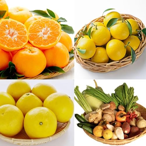 定期便 3回 柑橘三昧 ポンカン 文旦 小夏 野菜 セット付き 南国高知からの贈り物 季節 旬 柑橘 果物 フルーツ 蜜柑 みかん 頒布会 高知県須崎市