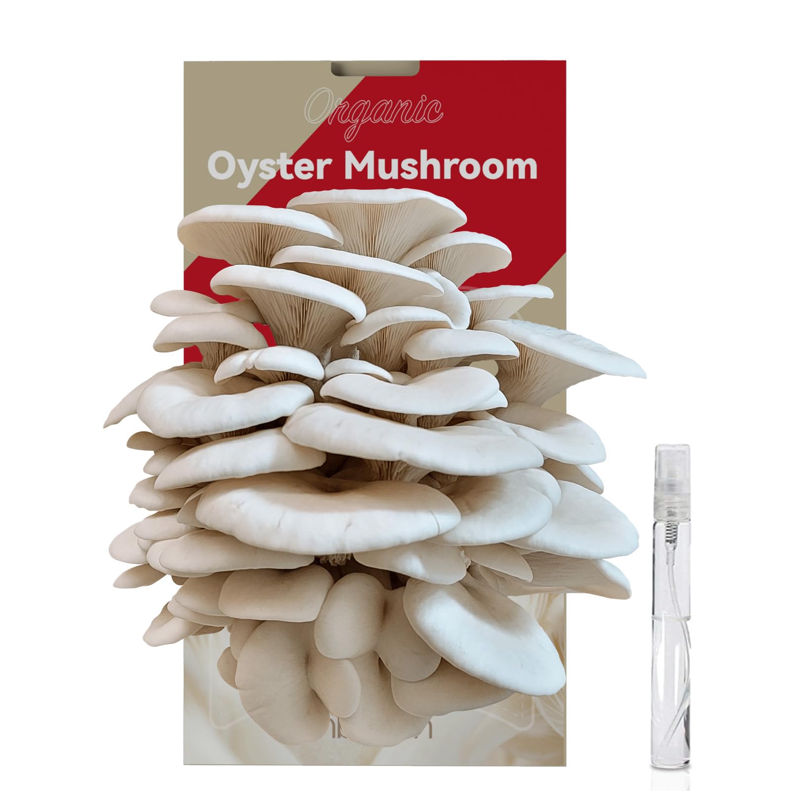 inbloomLarge Organic Oyster Mushroom Growing Kit (4 lbs), Double-Side Mushroom Grow Kit, Fresh Non-GMO Mushroom Kit, Harvest Mushrooms in 10 Days at Home, Indoor Gardening for Adults