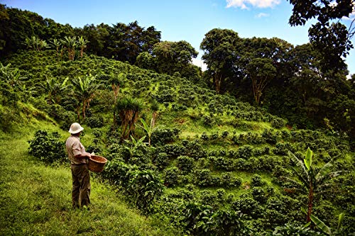 Cafe Monteverde Honey Process Coffee en Grano 1 LB miniatura 6