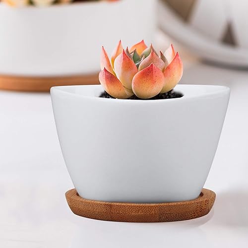Miniatura 7 de Succluent Macetas, macetas pequeñas con drenaje, macetas de cerámica con bandeja de bambú para cactus (paquete de 12)