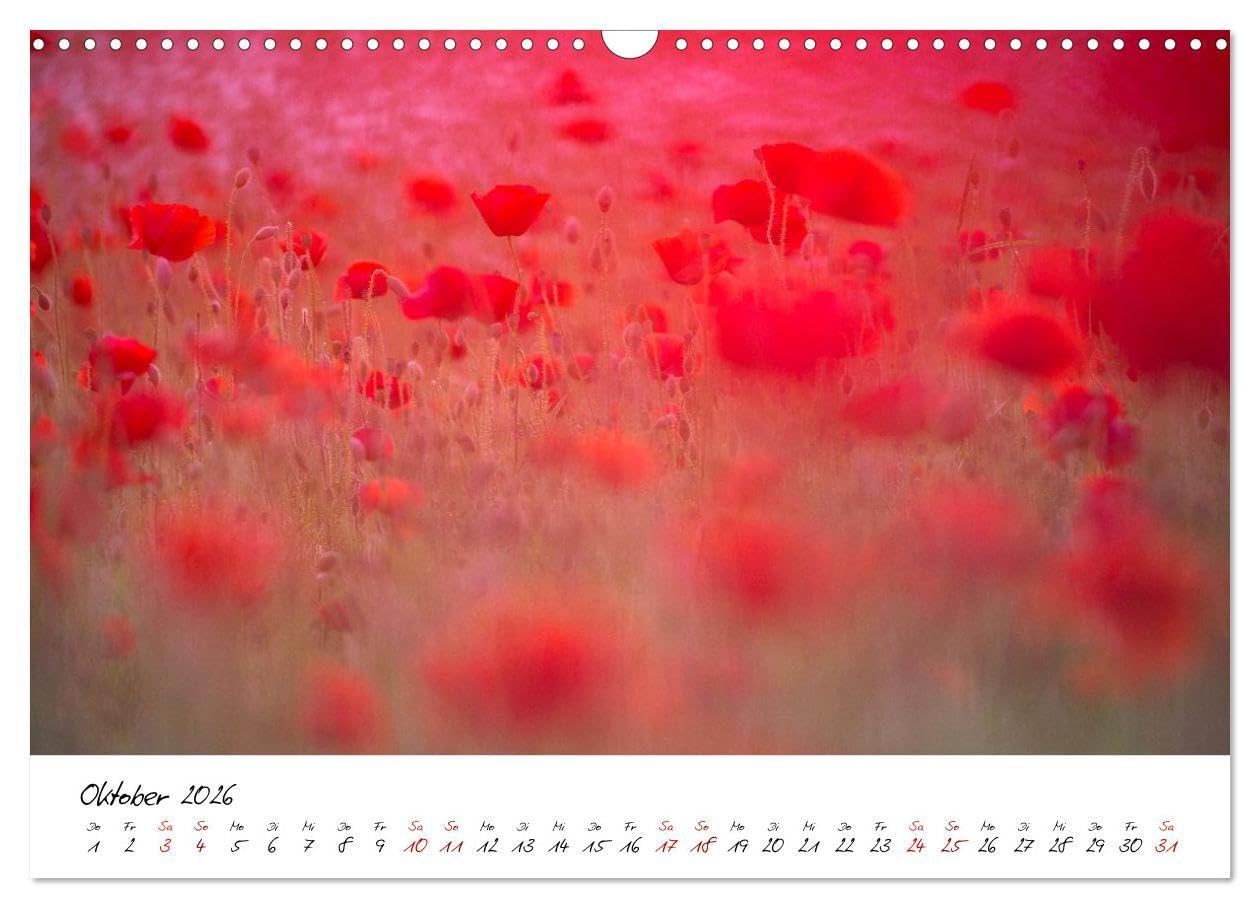 Mohnwiesen (Wandkalender 2026 DIN A3 quer), CALVENDO Monatskalender: Jeden Monat ein kleines Farbenspiel: Tauchen Sie ein in die zauberhafte Welt ... und spüren Sie die Leichtigkeit der Natur.