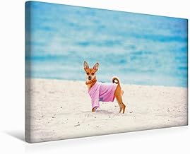 CALVENDO South Beach - Lienzo de tela (45 x 30 cm, horizontal, diseño de perro pequeño en color rosa