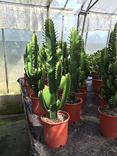 Euphorbia planta de Cactus Acruensis en un crisol de 17cm. Aproximadamente 70 cm de altura.