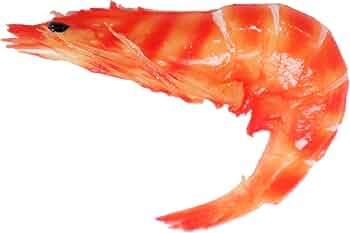 【まいづる食品サンプル】海老　エビ　えび　本物そっくり　単品売り② Amazon.co.jp: 食品サンプル マグネット 祝い海老 エビ : ホーム＆キッチン