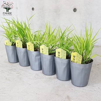 特大良品風知草❗フウチソウ36号鉢1鉢 特大良品風知草❗フウチソウ36号鉢1鉢 特大良品風知草❗フウチソウ36