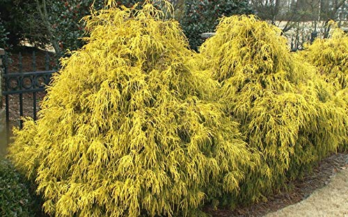 1236-Dwarf Gold Hinoki Cypress Tree (Chamecyparis Obtusa) Seeds By Robsrareandgiantseeds Upc0764425789192 Non-Gmo,Organic,Usa Grower,Bonsai,Rapid-Growing,Unique,Specimen,1236 Package 8 Seeds #TOP4