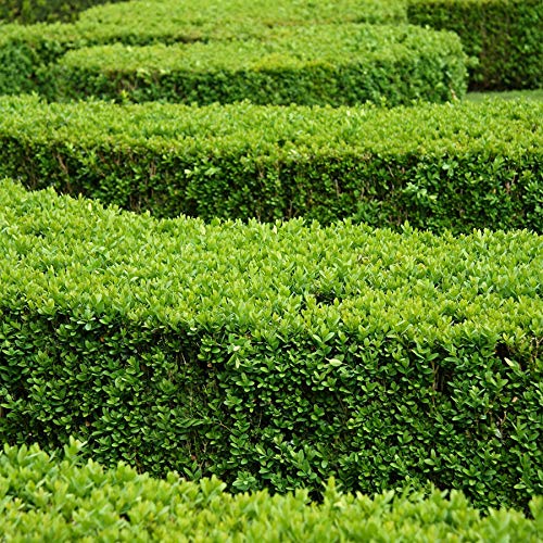 Winter Green Korean Boxwood - 10 Live Plants - Buxus Microphylla - Fast Growing Cold Hardy Formal Evergreen Shrub #TOP2