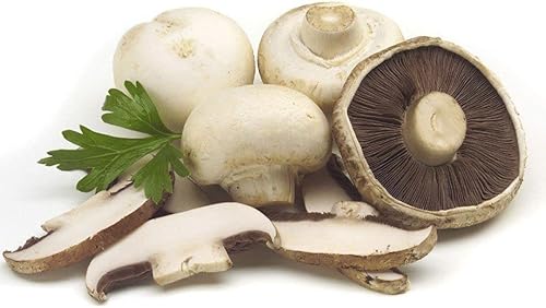 Miniatura 4 de Generic Semillas frescas de flores de Gazania 100 piezas para plantar rosa y azul