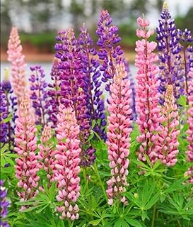 NO-GMO 280 Seeds, Lupine Flower Garden Seeds Texas Blue Bonnet Perennial Wildflower Gardening Seeds Heirloom Seeds