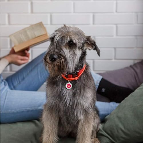 Miniatura 7 de Placa de identificación de perro con código QR, placa de identificación de mascota silenciosa grabada con perfil en línea (My Princess)