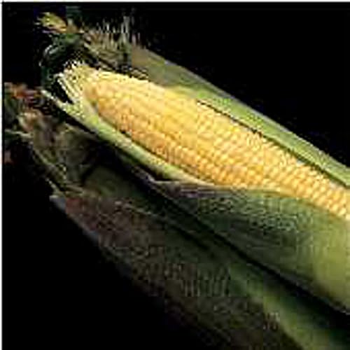 Kandy Korn - Semillas de maíz (más de 20 semillas)  Sin OMG  Semillas de flores de frutas vegetales para plantar  Paquete de invernadero de jardín