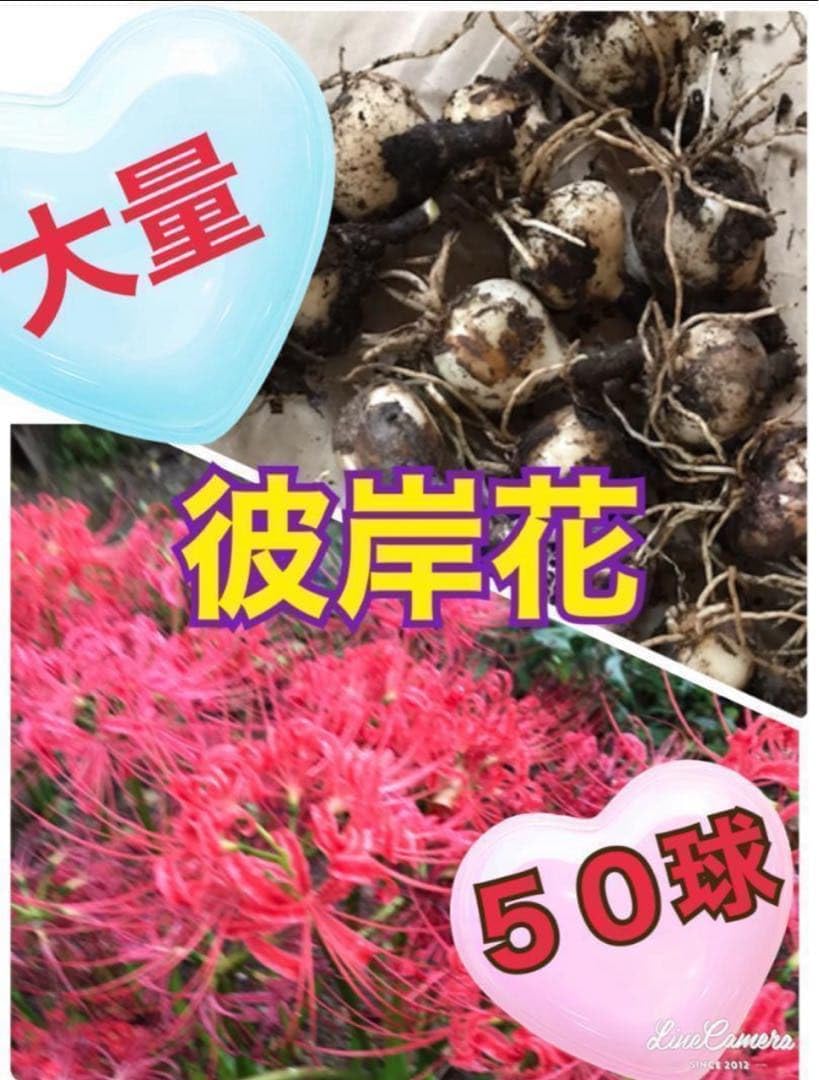 Amazon.co.jp: 特得 彼岸花 球根〈50球〉 : ホビー