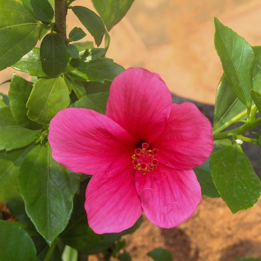 Garden Art Hibiscus Viceroy Live Plant,Green plant Natural Indoor outdoor Air Purifying Plant House Plants In Nursery Growers Bags (Pack of 1 Healthy Live Plant) (Hibiscus Viceroy) (B0BN6SLC3R) Amazon Price History, Amazon Price Tracker