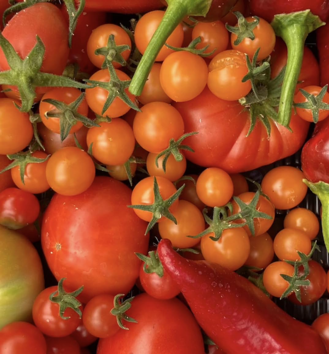 Tomato Tumbling Tom Yellow | 3 Plug Plants | Veg Plants