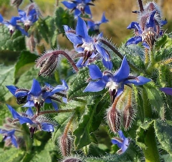 Semi Fiori per Api - Sementi Mellifere per Api - 1 kg - Semi per Apicoltura - Semi per Fiori Melliferi Borragine