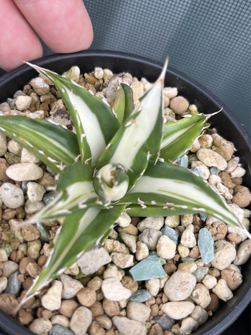 アガベホリダ薄中斑