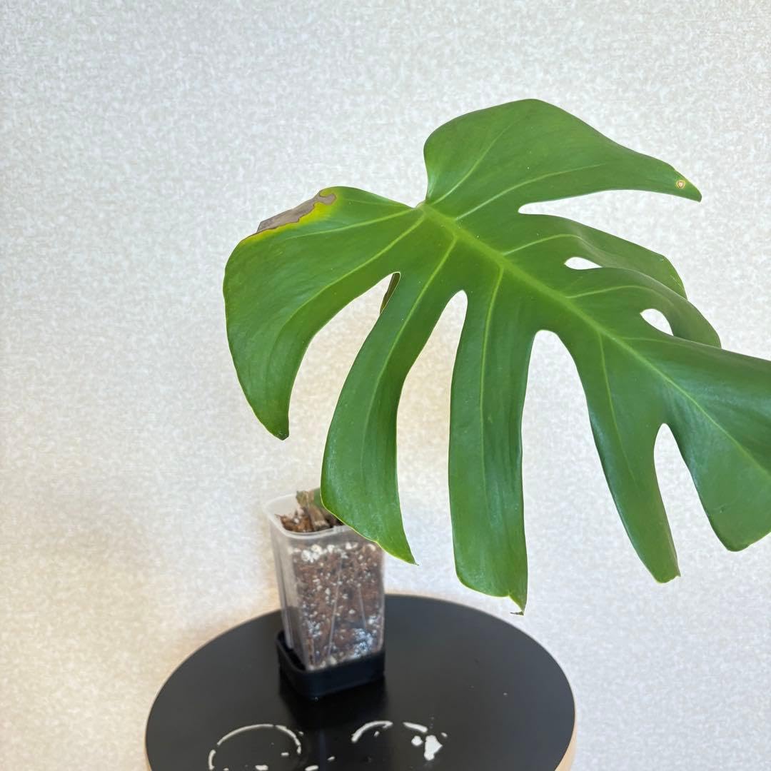 Amazon.co.jp: モンステラ デリシオーサ スケルトン カット苗 : DIY